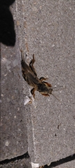 Gryllotalpa gryllotalpa