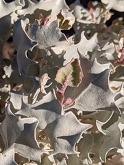 Atriplex hymenelytra