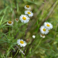 Erigeron coulteri
