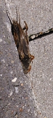 Gryllotalpa gryllotalpa