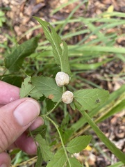 Neolasioptera farinosa