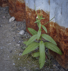 Epilobium pseudorubescens