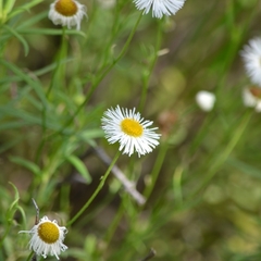 Erigeron coulteri