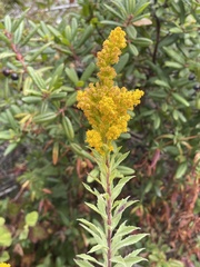 Solidago spathulata