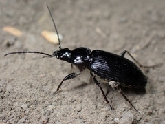 Agonum