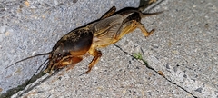 Gryllotalpa gryllotalpa