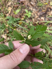 Neolasioptera farinosa