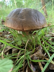 Neoboletus luridiformis