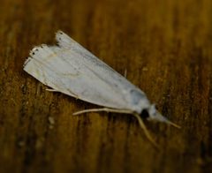 Crambus albellus