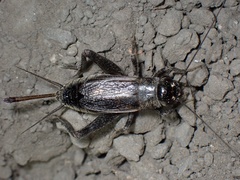 Eumodicogryllus bordigalensis