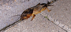 Gryllotalpa gryllotalpa