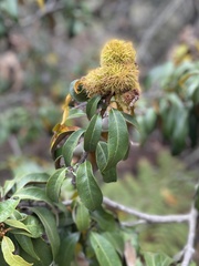 Chrysolepis chrysophylla