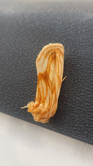 Cirrhophanus triangulifer