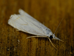 Crambus albellus