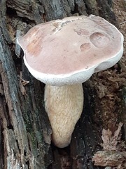 Tylopilus rhoadsiae