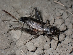 Eumodicogryllus bordigalensis
