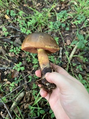 Neoboletus luridiformis