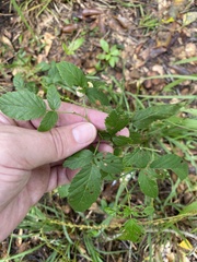 Neolasioptera farinosa