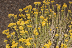 Chrysothamnus viscidiflorus puberulus