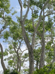 Roseodendron donnell-smithii
