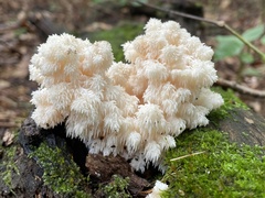 Hericium coralloides