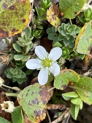 Cerastium alpinum