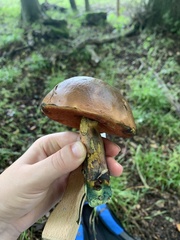 Neoboletus luridiformis