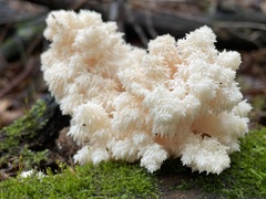 Hericium coralloides