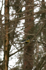 Parus major