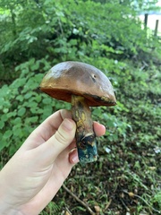 Neoboletus luridiformis