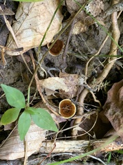 Coltricia cinnamomea