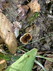 Coltricia cinnamomea