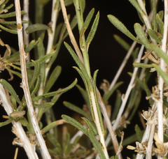 Chrysothamnus viscidiflorus puberulus