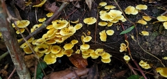 Tricholomopsis aurea