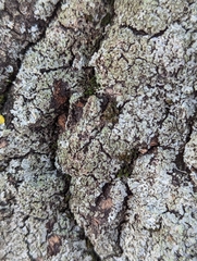 Hypocenomyce scalaris