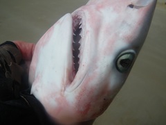 Milk Shark photo 3