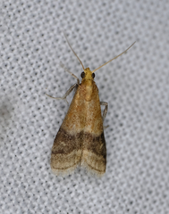 Eulogia ochrifrontella