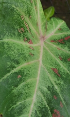 Caladium bicolor