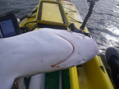 Milk Shark photo 2