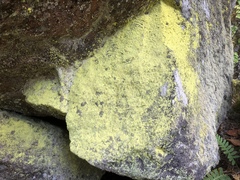 Chrysothrix chlorina