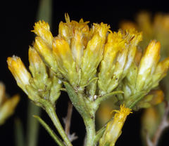 Chrysothamnus viscidiflorus puberulus