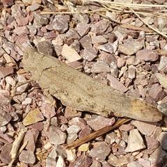 Trimerotropini