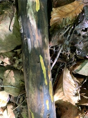 Trichoderma sulphureum