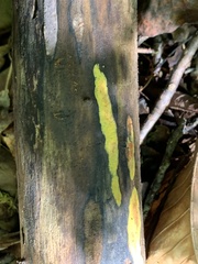 Trichoderma sulphureum