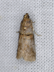 Acrobasis