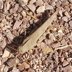 Trimerotropini