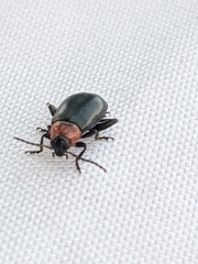 Disonycha xanthomelas