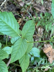 Rubus flagellaris