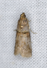 Acrobasis