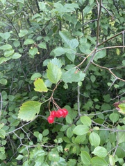 Crataegus chrysocarpa